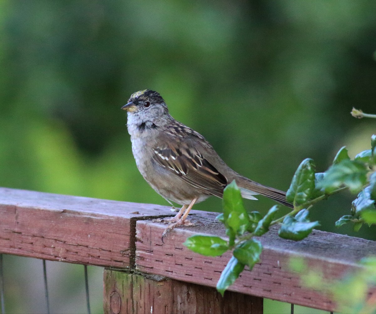 Golden-crowned Sparrow - ML54069661