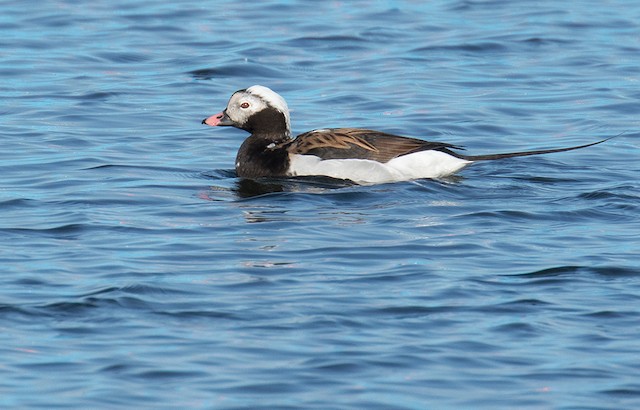 Long-tailed Duck ML54069811