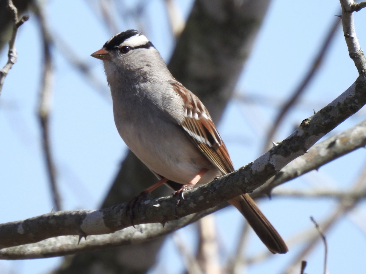 White-crowned Sparrow - ML540698971