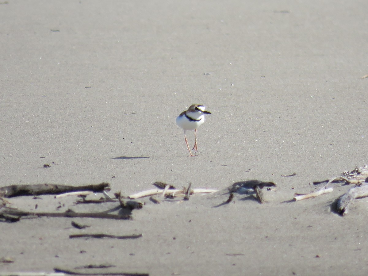 Collared Plover - ML54069931