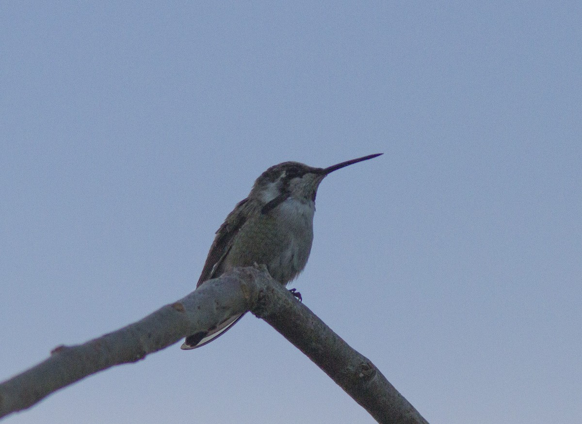 Costa's Hummingbird - ML540699891