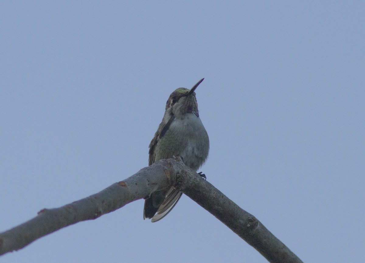 Costa's Hummingbird - ML540699901