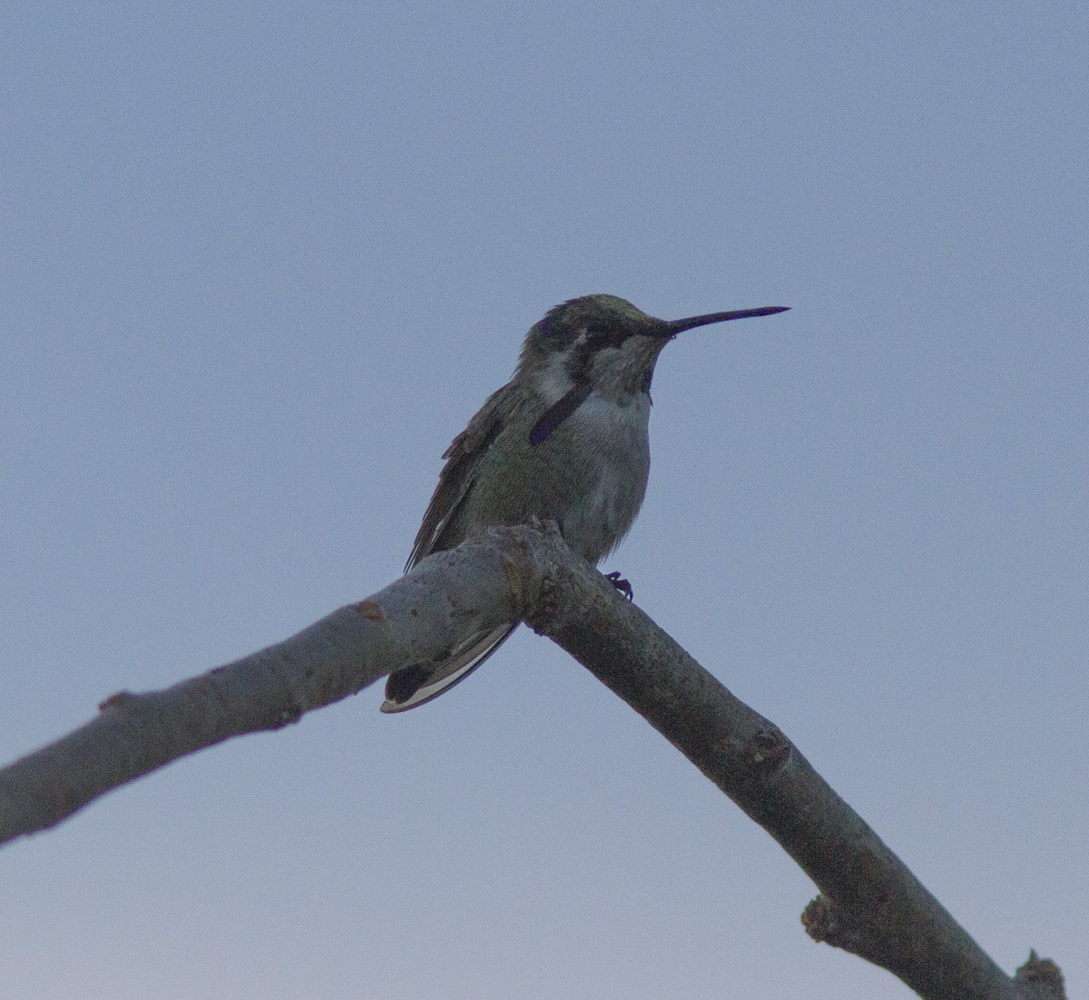 Costa's Hummingbird - ML540699911
