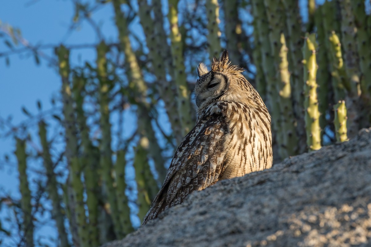 Rock Eagle-Owl - ML540700331
