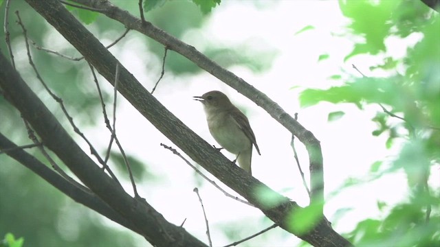 Common Nightingale - ML540701081