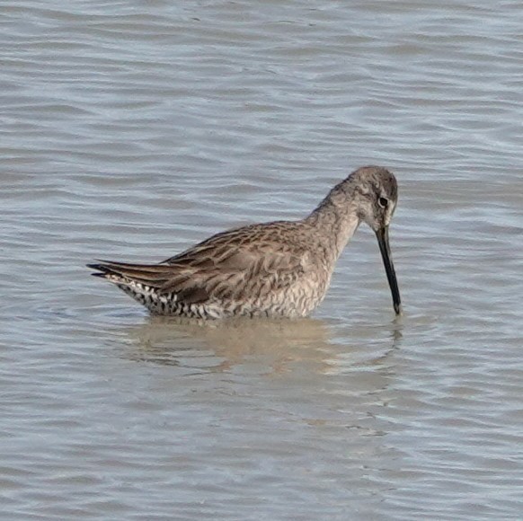 Long-billed Dowitcher - ML540702021