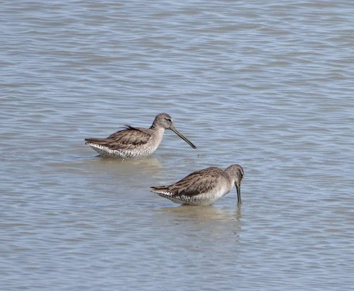 Long-billed Dowitcher - ML540702041