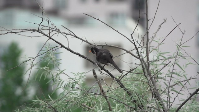 Eurasian Blackbird - ML540702071