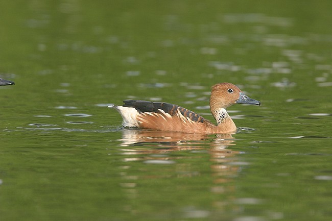 Fulvous Whistling-Duck - ML54070501
