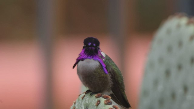 Costa's Hummingbird - ML540705431