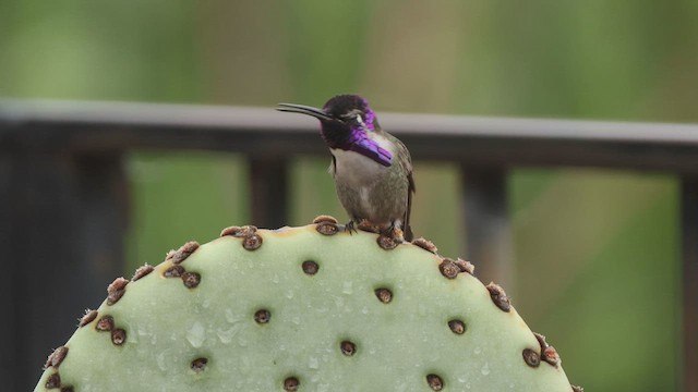 Colibrí de Costa - ML540705501