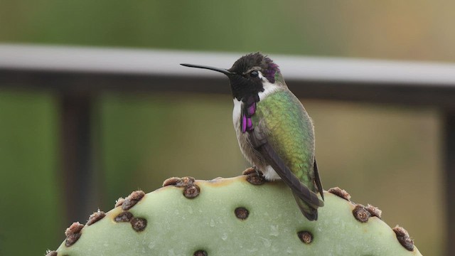 Costa's Hummingbird - ML540705511