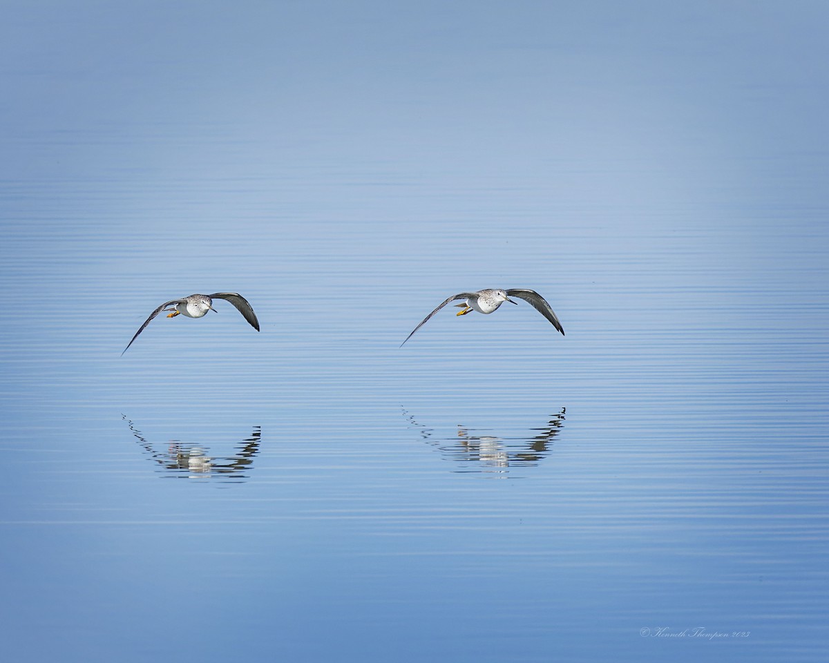 Greater Yellowlegs - ML540708811