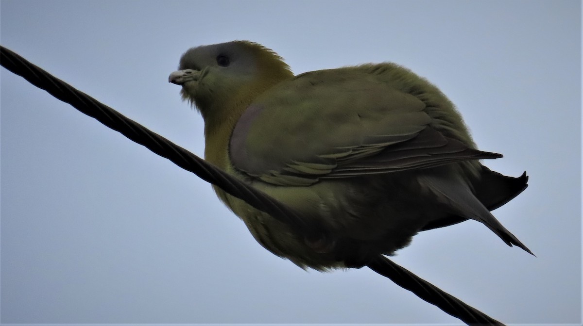 Yellow-footed Green-Pigeon - ML540712101