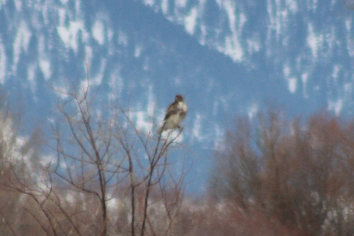 Red-tailed Hawk (calurus/alascensis) - ML540713251