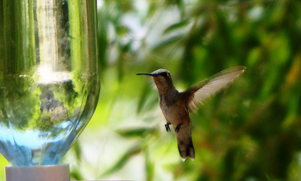 Black-chinned Hummingbird - Cuneyt Yilmaz