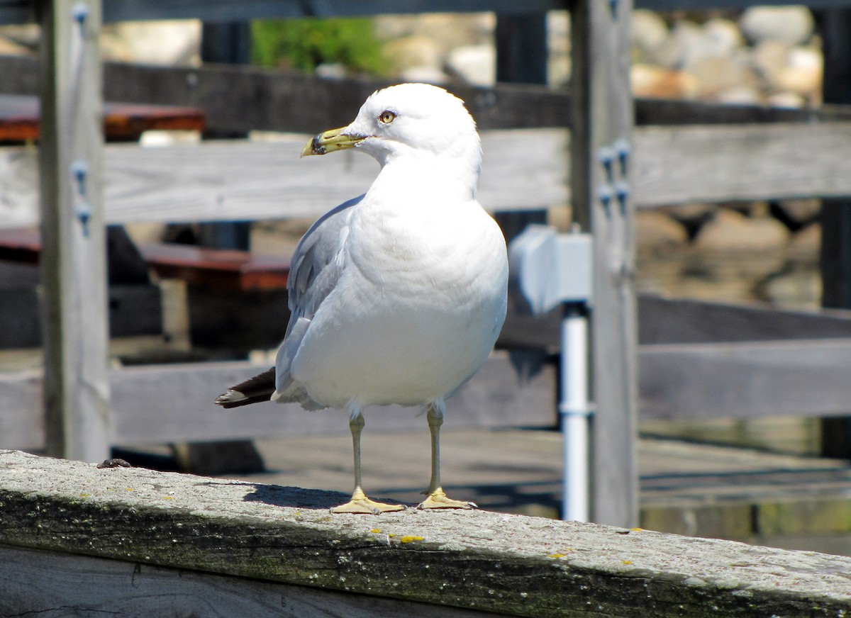 Ring-billed Gull - Fred Peters