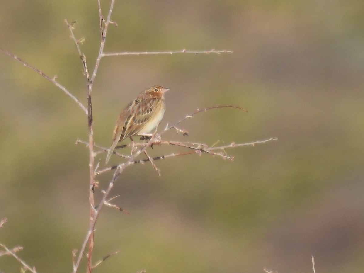 Grasshopper Sparrow - ML540717511