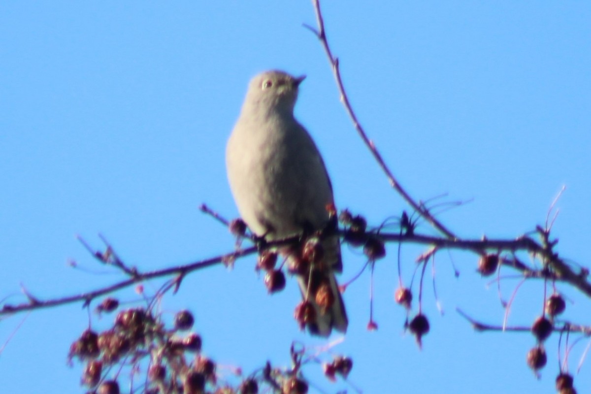Townsend's Solitaire - ML540719711