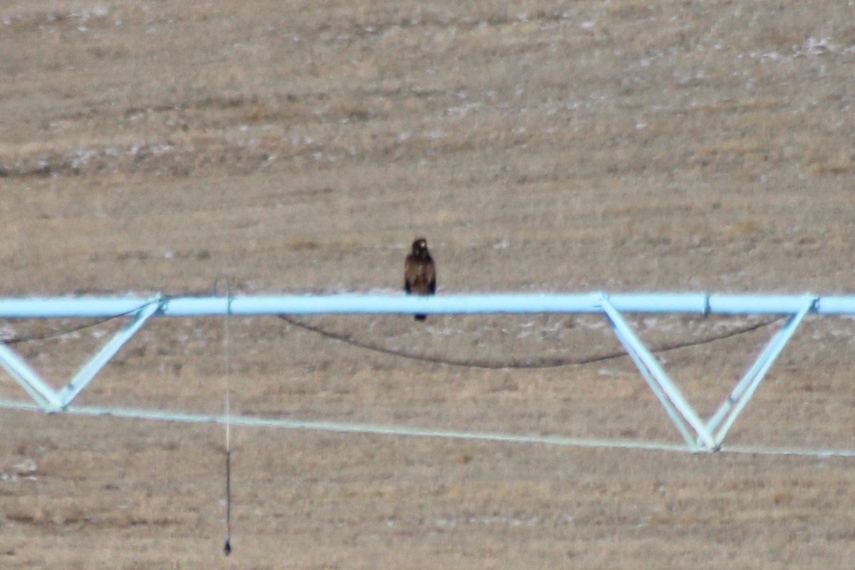 Bald Eagle - Sean Cozart