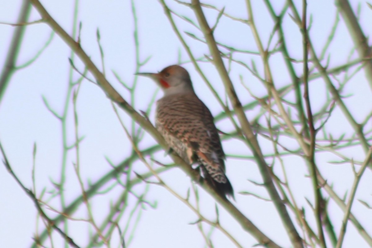 Northern Flicker (Red-shafted) - ML540722801
