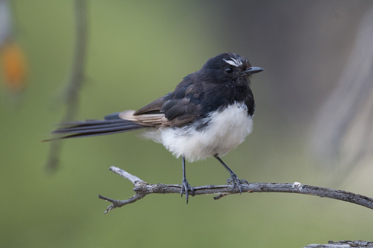 Willie-wagtail - ML540723511