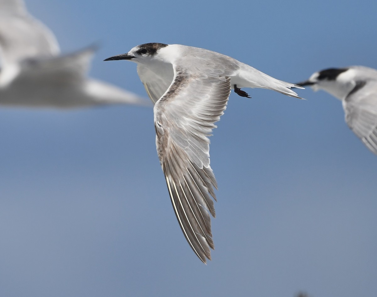 Common Tern (longipennis) - Steven McBride