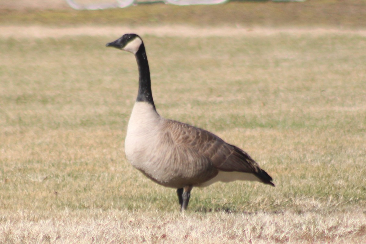 Canada Goose (moffitti/maxima) - ML540725011