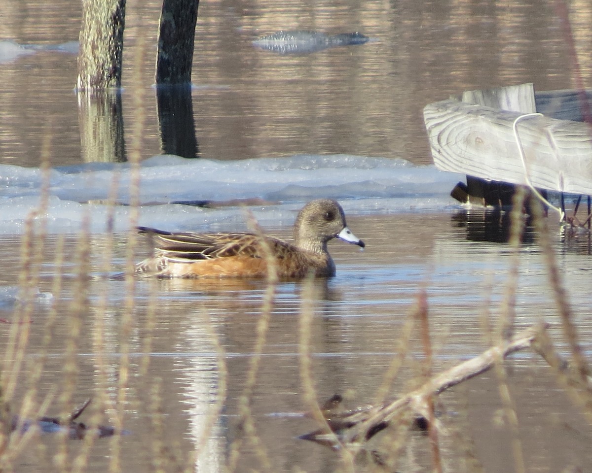 American Wigeon - Jerry Smith