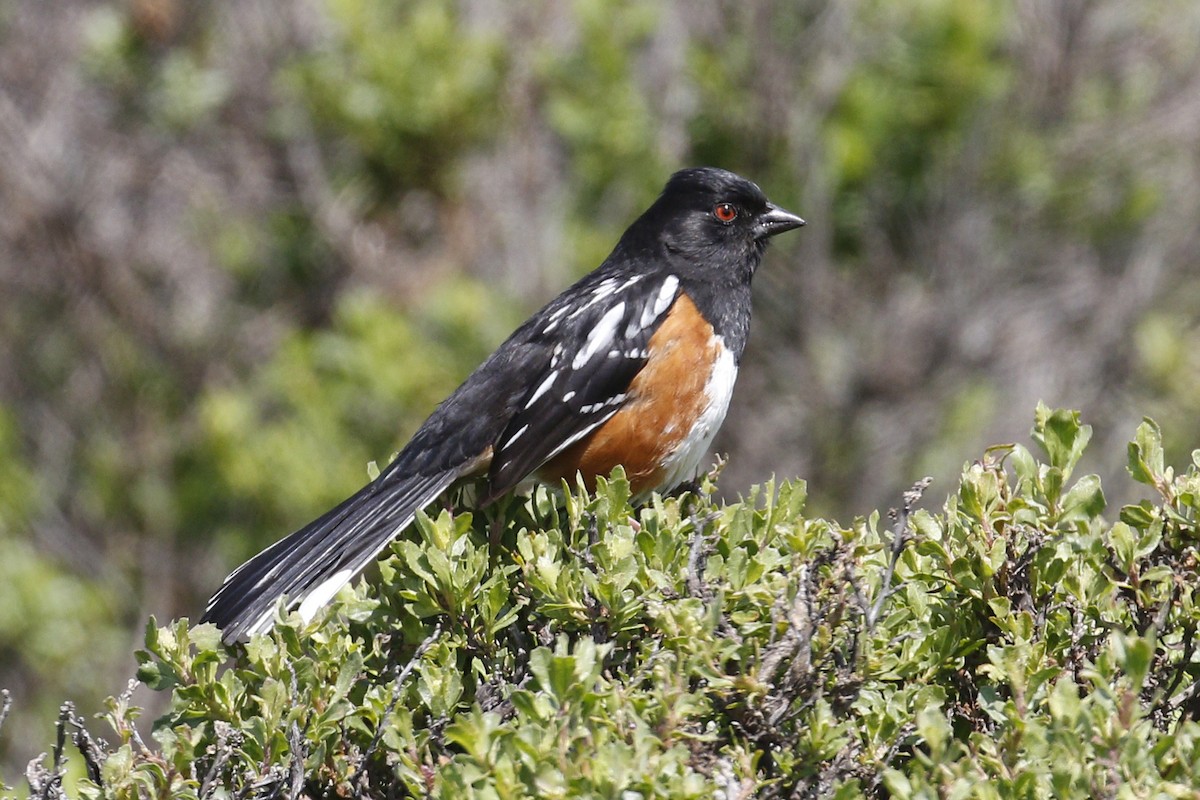 Spotted Towhee - ML54072831