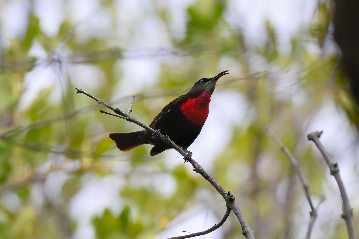 Scarlet-chested Sunbird - Mike Hooper