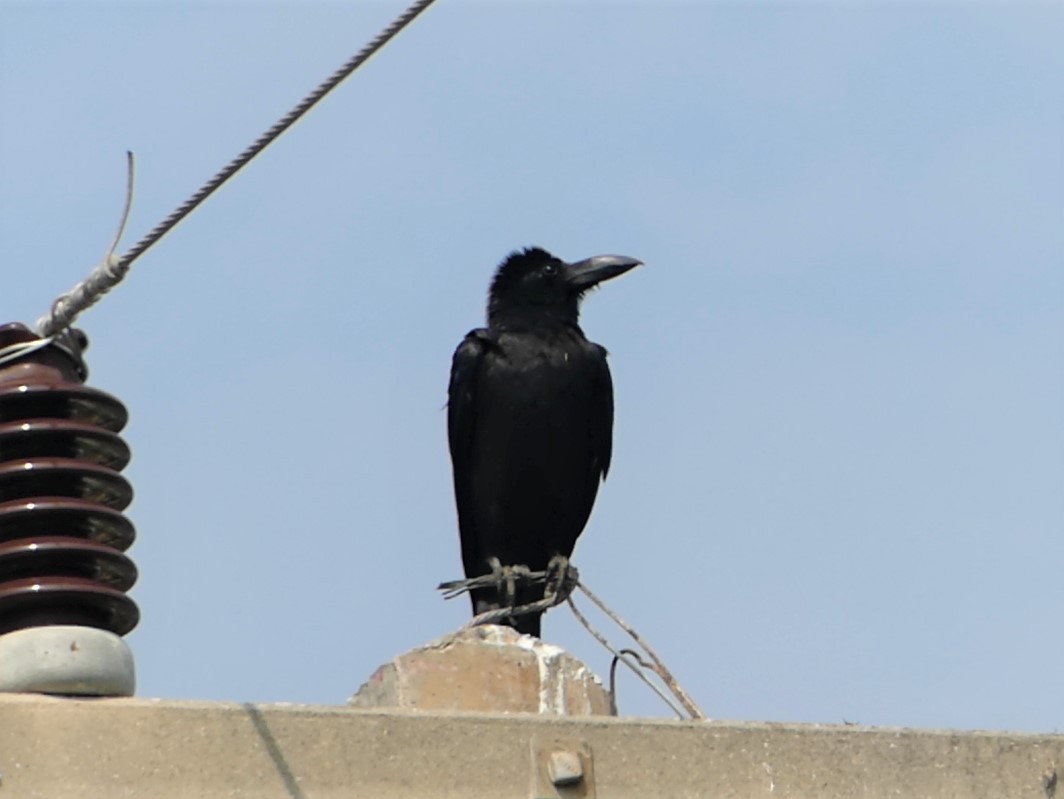 Large-billed Crow - ML540731141