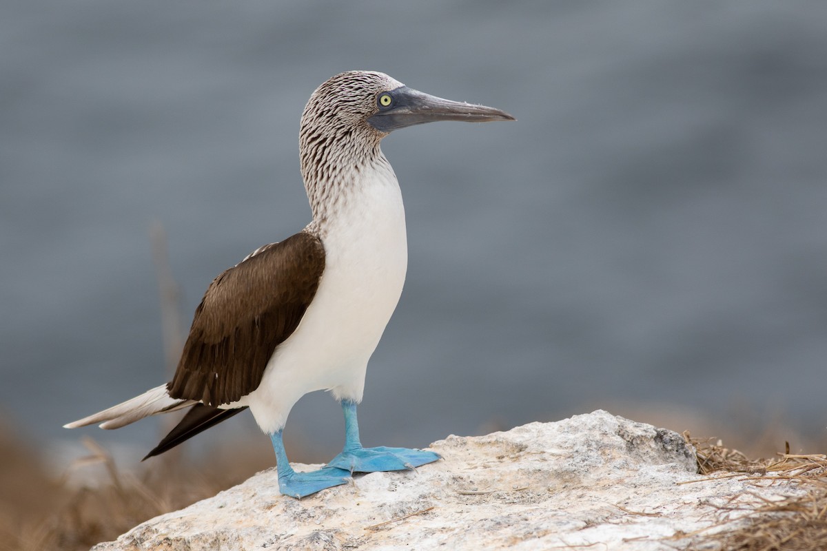 Blue-footed Booby - ML540731591