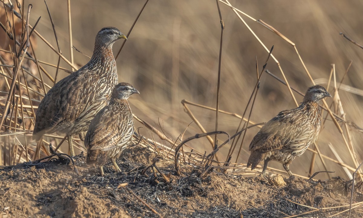Double-spurred Francolin - ML540733771