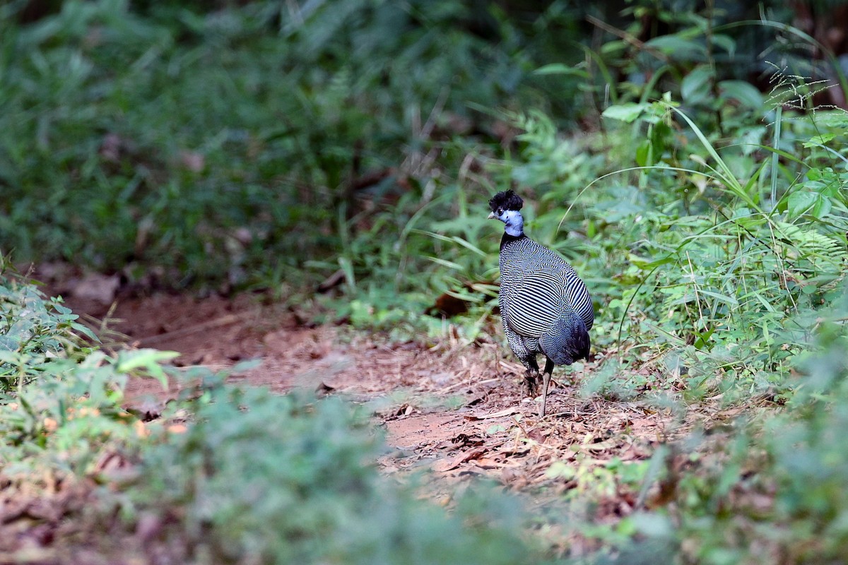 Western Crested Guineafowl - Mikael Käll