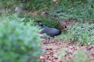 Western Crested Guineafowl, ML540737751