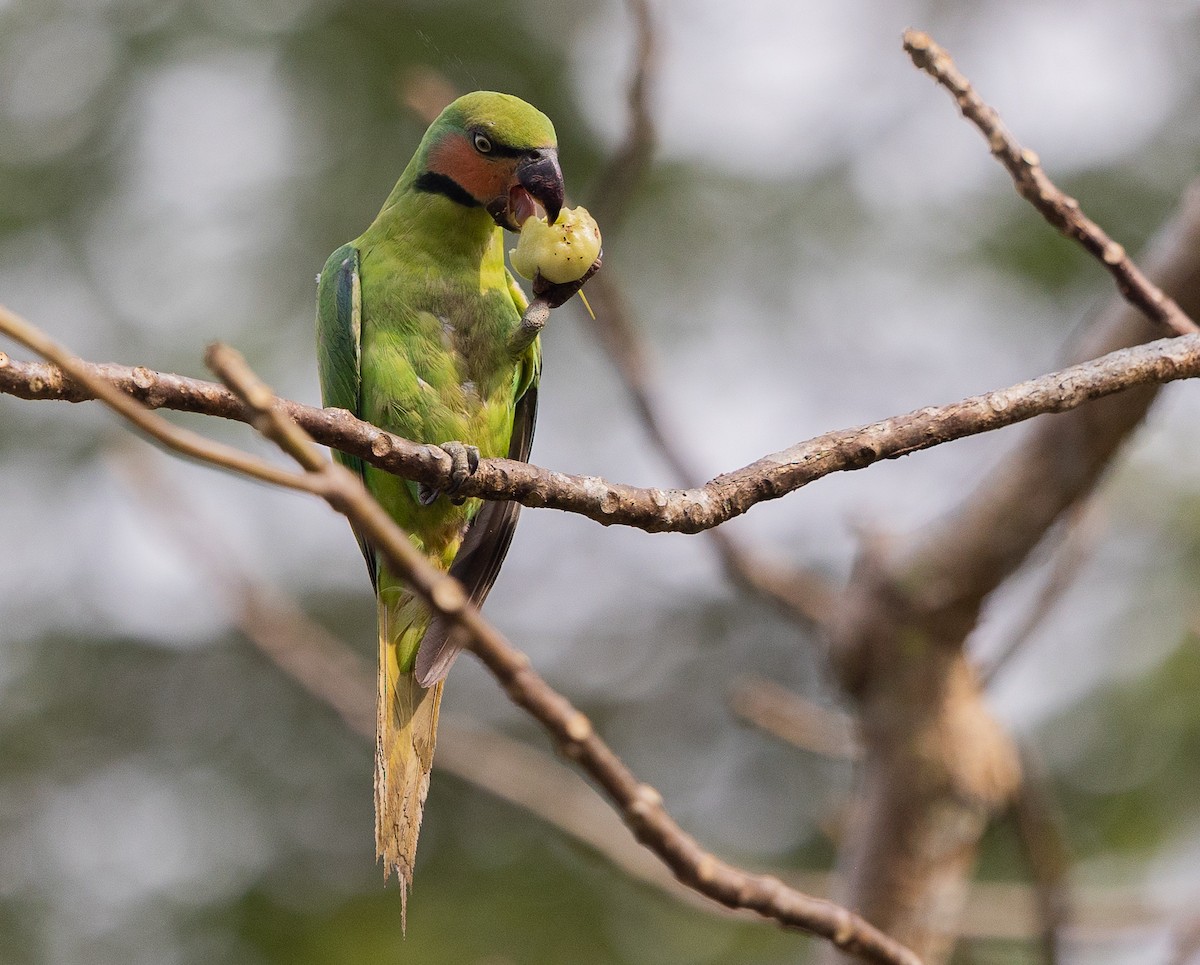Long-tailed Parakeet (Andaman) - ML540740351