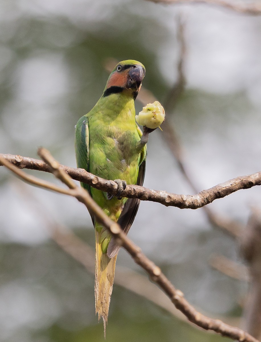 Long-tailed Parakeet (Andaman) - ML540740361