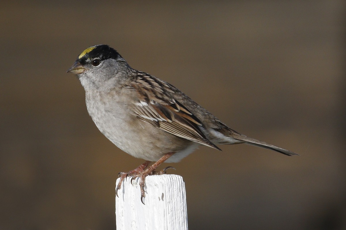 Golden-crowned Sparrow - ML54074191