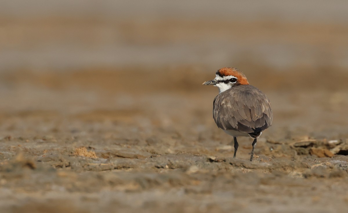Red-capped Plover - ML540742401