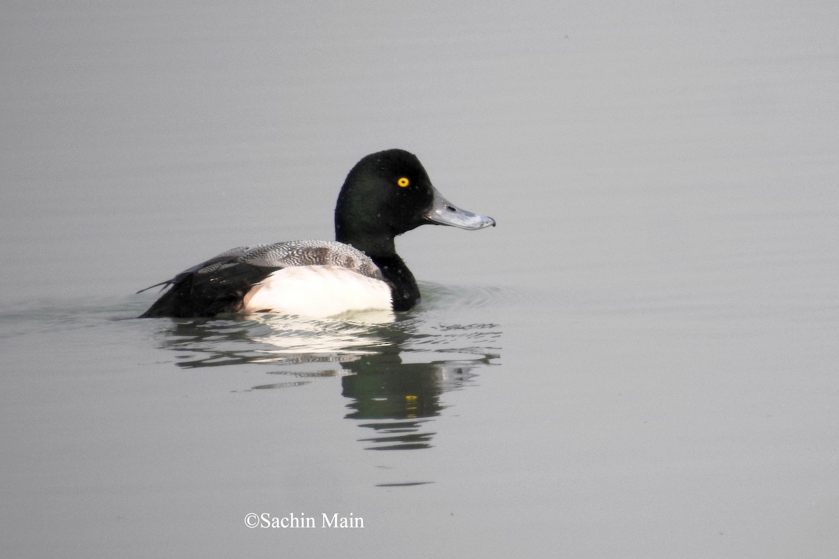 Greater Scaup - ML540743771