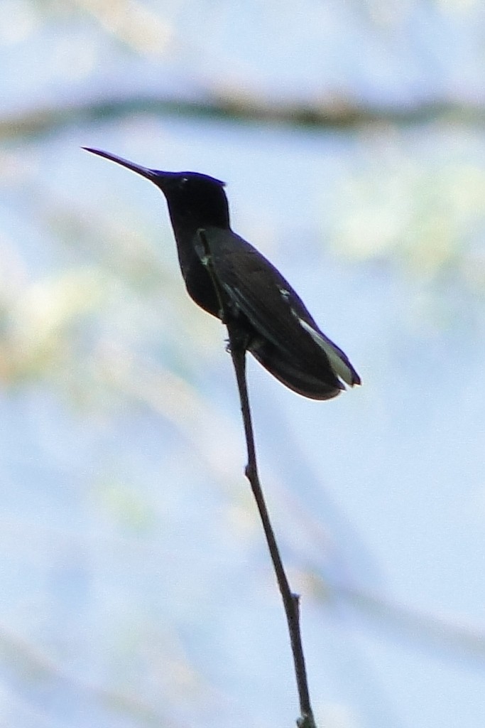kolibřík černobílý - ML54074631