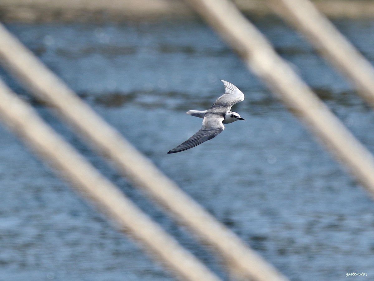 White-winged Tern - Giannis Gasteratos