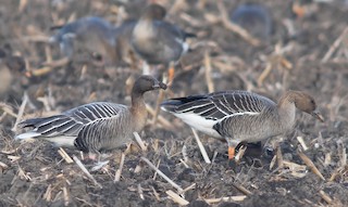 Pink-footed Goose, ML540749041
