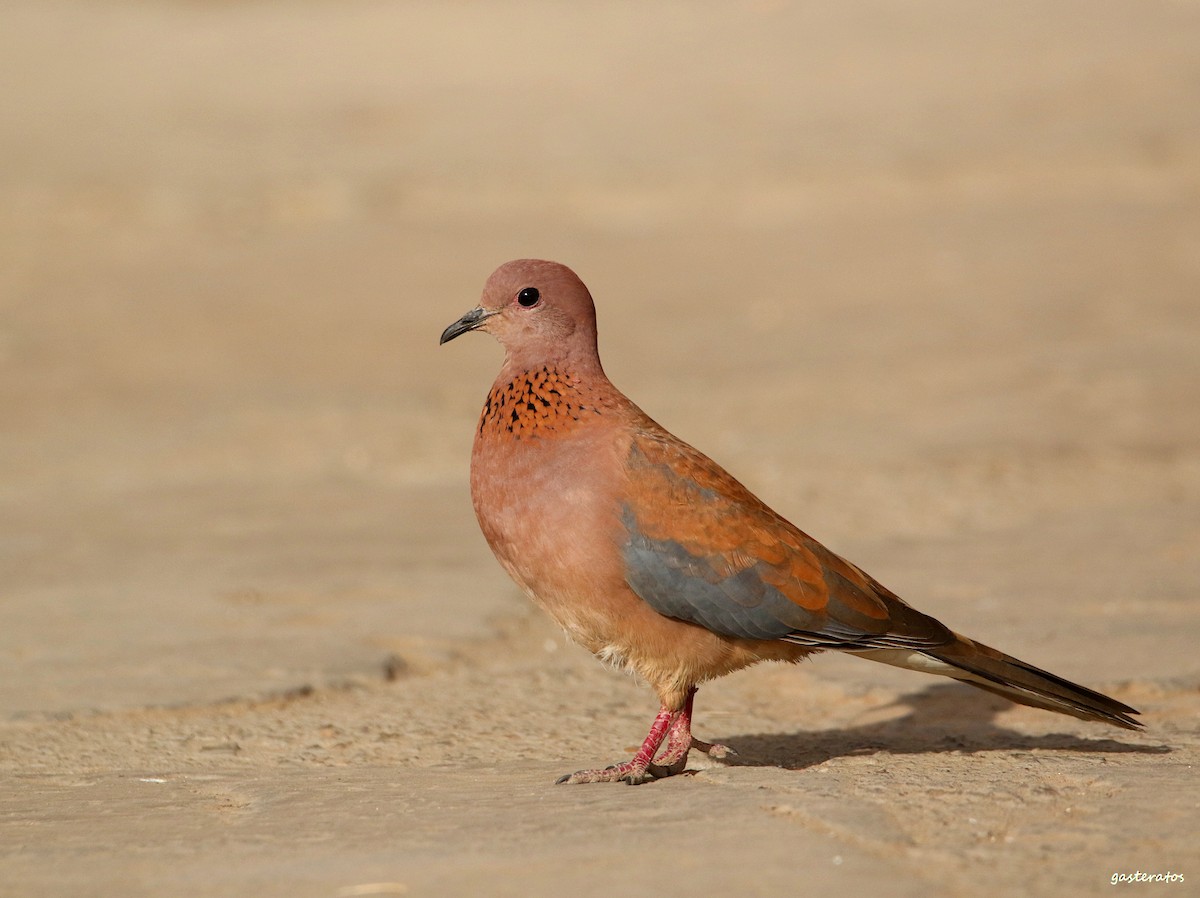 Laughing Dove - Giannis Gasteratos