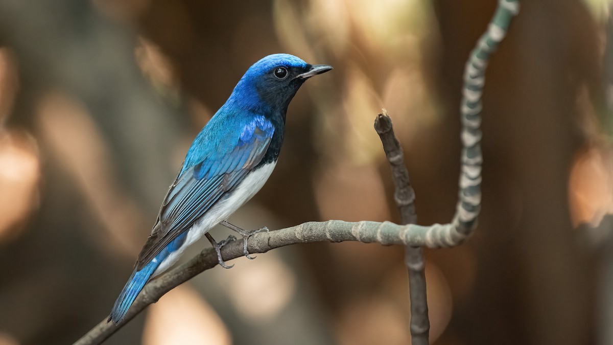 Blue-and-white Flycatcher - ML540763211