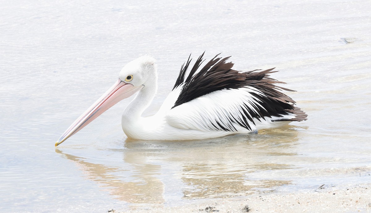 pelikán australský - ML540766191