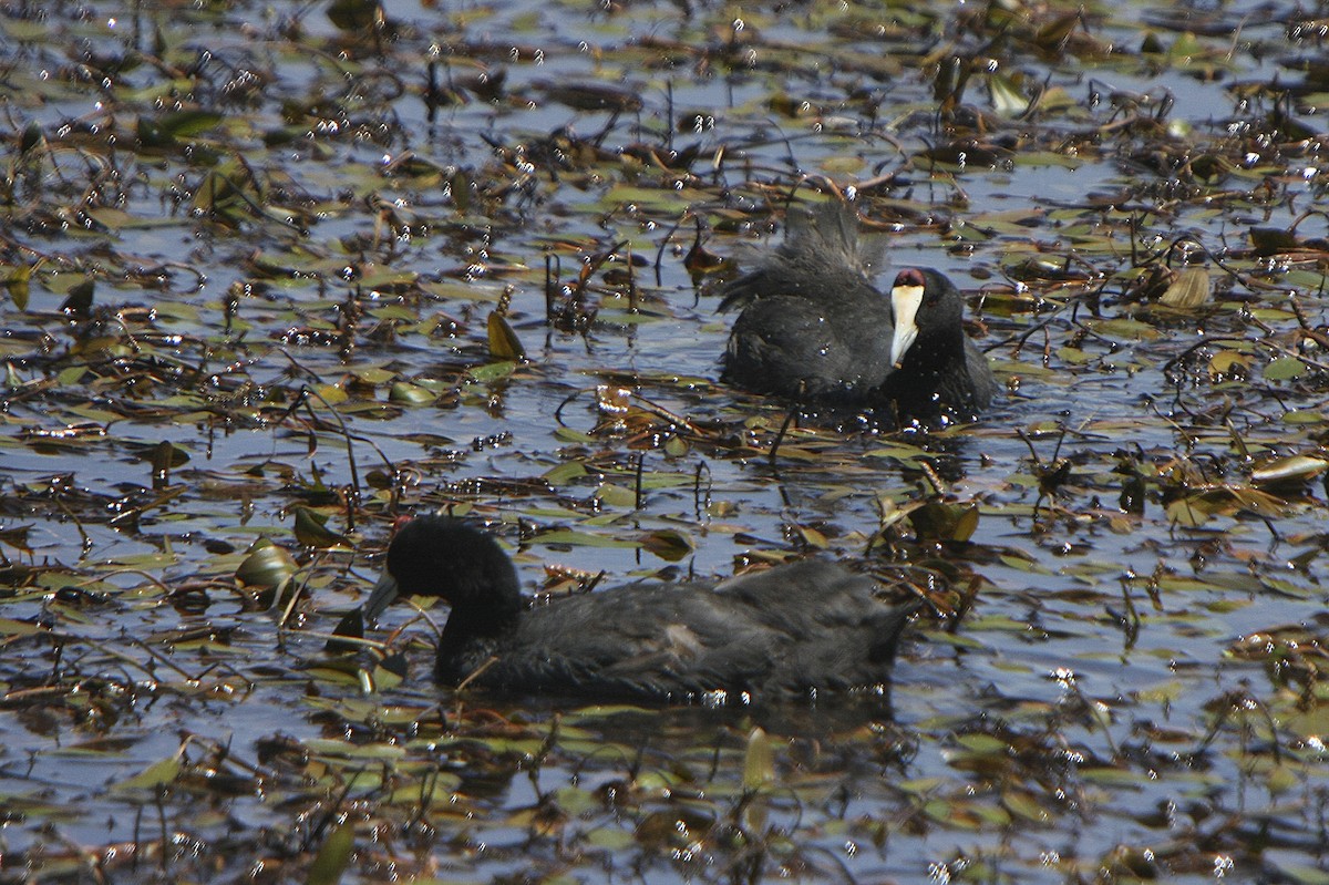 Red-knobbed Coot - ML540767751
