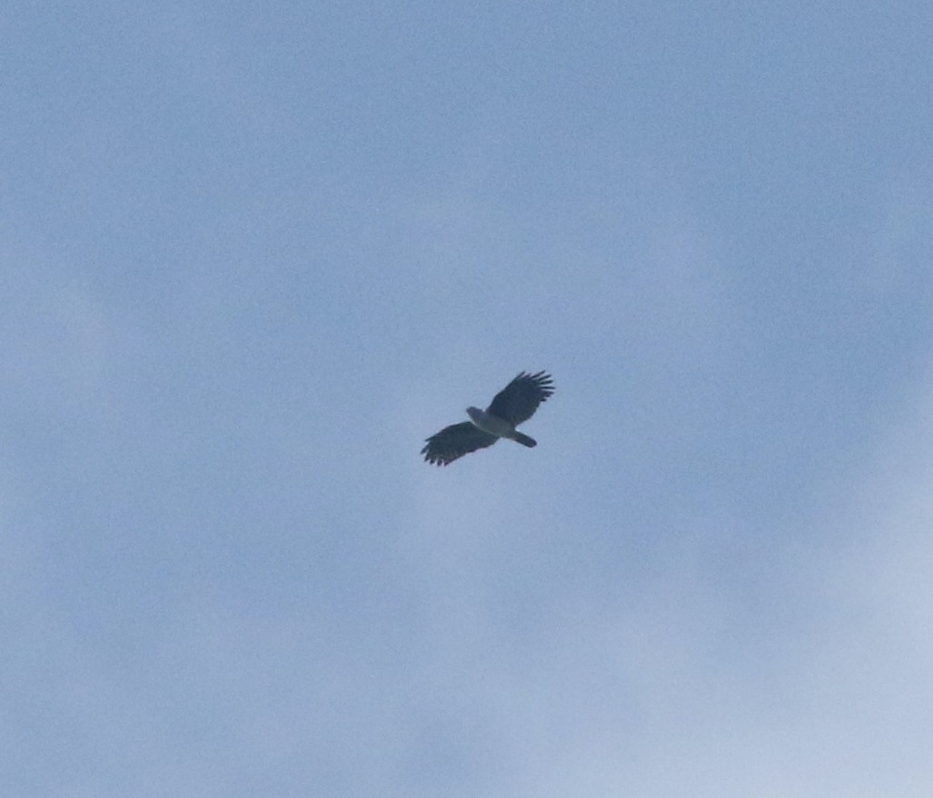 Gray-headed Kite - ML540772771