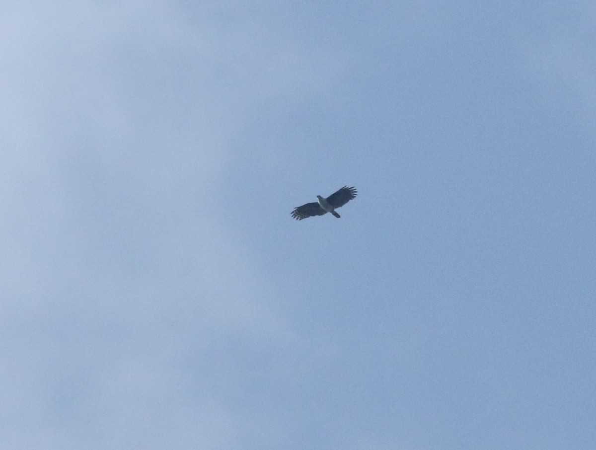 Gray-headed Kite - ML540772821